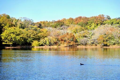 秋の映り込み　一碧湖 映り込み,反射,紅葉の写真素材