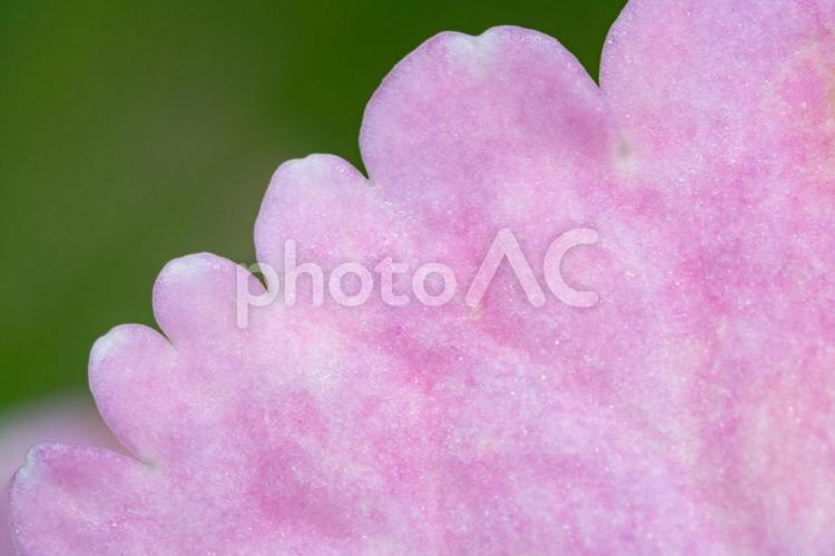 アジサイ　背景　ピンク 紫陽花,アジサイ,壁紙の写真素材
