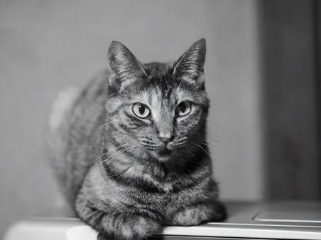 見つめる猫 見つめる猫 ネコ,ねこ,ペットの写真素材