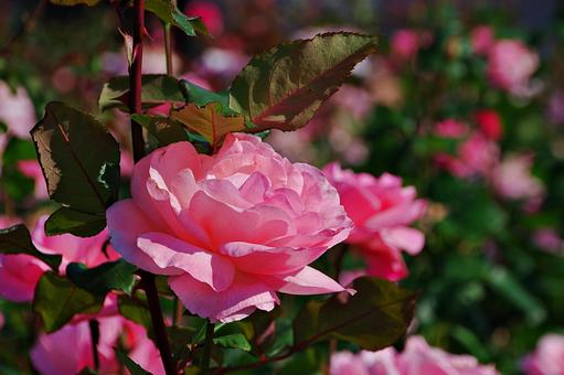 10月のバラ バラ,薔薇,ローズピンクの写真素材