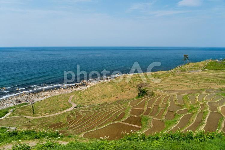 青い海と棚田①　白米千枚田 白米千枚田,しろよねせんまいだ,田の写真素材