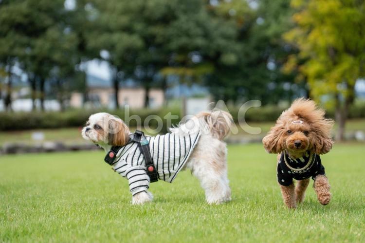 秋の公園で遊ぶトイプードルとシーズー シーズー,トイプードル,トイプーの写真素材