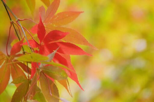 可愛いもみじ 可愛いもみじの写真