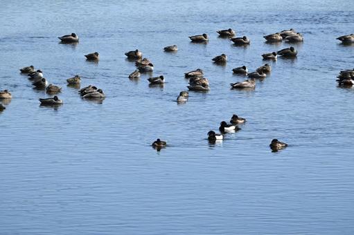 A flock of mallards resting, JPG
