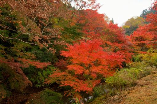 もみじロード もみじロード,秋,紅葉の写真素材
