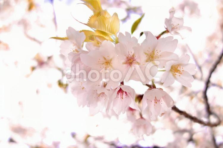 桜の花(アップ) 桜,満開,春の写真素材