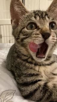 キジトラ子猫 ネコ,キジトラ,子猫の写真素材