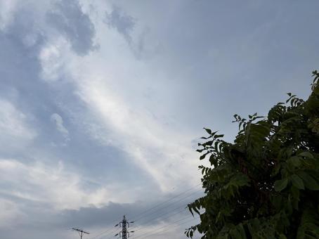 曇り空と木 曇り空と木の写真