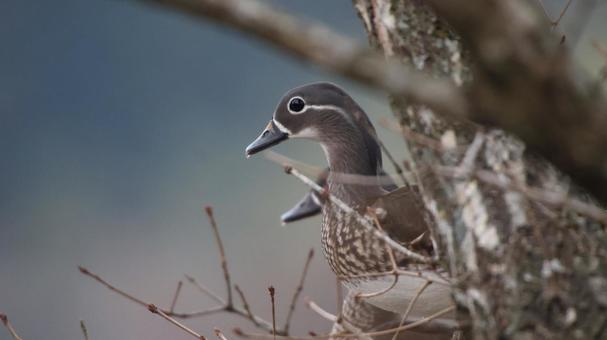 オシドリ 自然,野鳥,鳥の写真素材