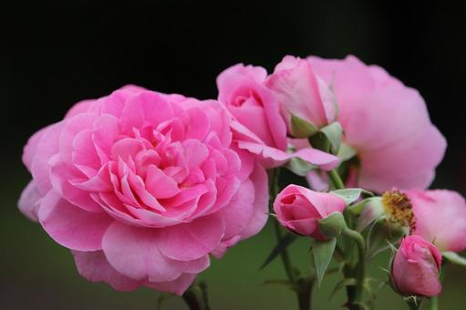 薔薇 薔薇の写真