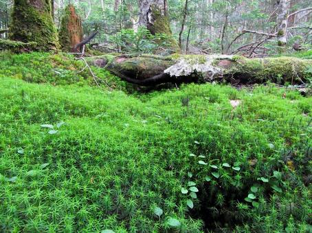 Moss Forest, JPG