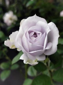 ベランダのバラ・ポルトブルー 薔薇,バラ,ポルトブルーの写真素材