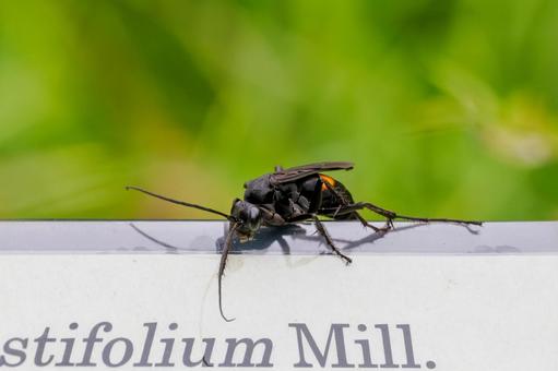 Photo, insect, bee, great black spider wasp, 