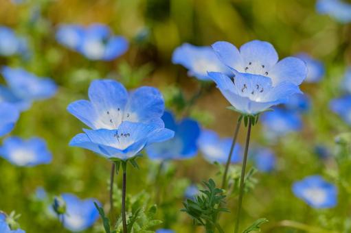 青空に映えるネモフィラの花 青空に映えるネモフィラの花の写真