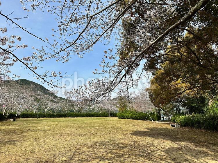 桜　サクラ　新宮城跡の桜　丹鶴城跡 和歌山県新宮市,熊野川河口,丹鶴山の写真素材