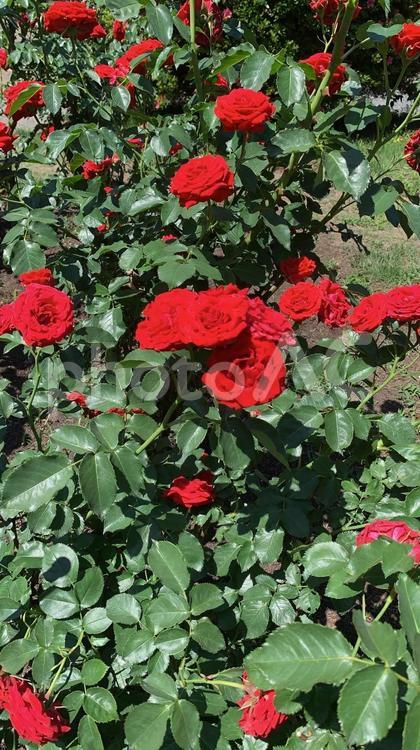 咲き乱れる赤い薔薇 栃木県,真岡市,植物の写真素材