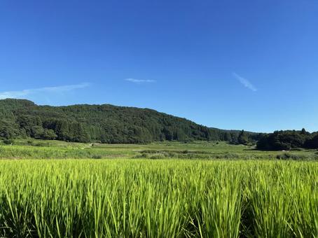夏の里山 夏の里山 夏の里山,里山,夏の写真素材