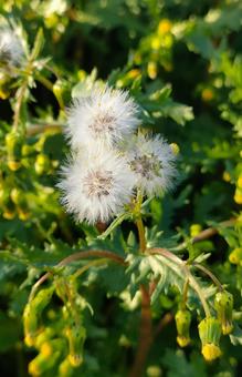ノボロギクの綿毛 ノボロギク,綿毛,種子の写真素材