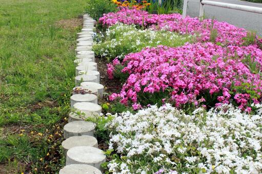 二色の花の花壇その2 二色の花の花壇その2の写真