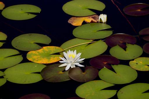 一沼のスイレン 一沼のスイレンの写真