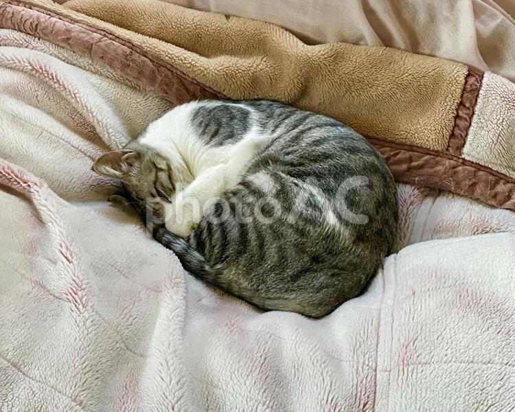 毛布の上で丸くなって眠るサバシロ猫さん 猫,サバ白,かわいいの写真素材