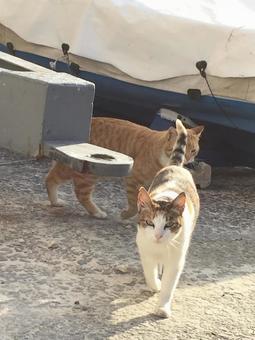 Maltese Cat 2, JPG