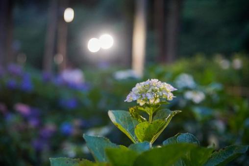 三室戸寺の紫陽花 三室戸寺の紫陽花の写真