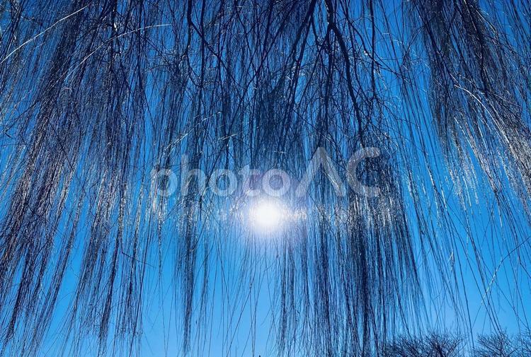 冬の柳と青空 冬,柳,青空の写真素材