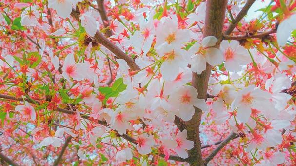 桜 咲き乱れ2 桜 咲き乱れ2の写真
