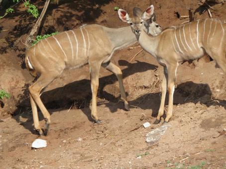 アフリカの動物 アフリカの動物 アフリカ,動物,サファリの写真素材
