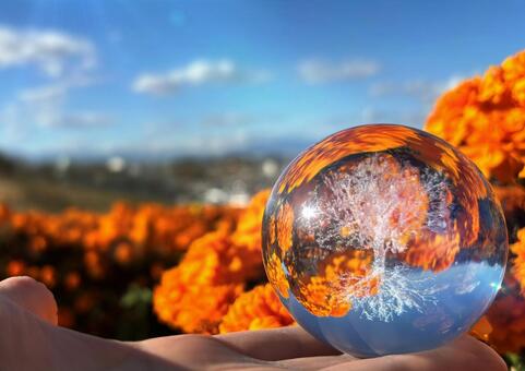 マリーゴールドとガラスの木 花,秋,マリーゴールドの写真素材