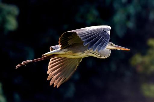 アオサギの飛翔 アオサギの飛翔 アオサギ,飛翔,野鳥の写真素材