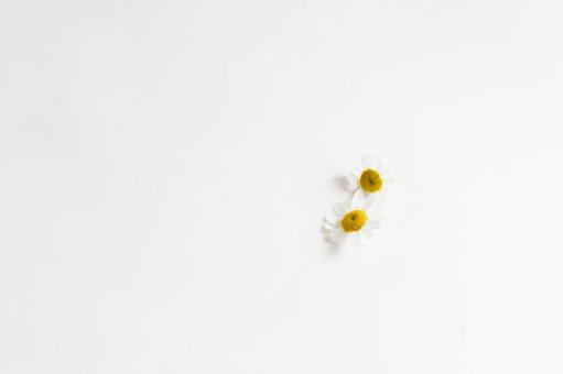 Photo, white, flower, flowers, 