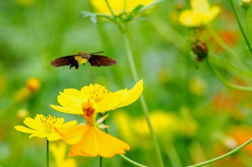 ヒメクロホウジャク(38) 蛾,虫,ヒメクロホウジャクの写真素材