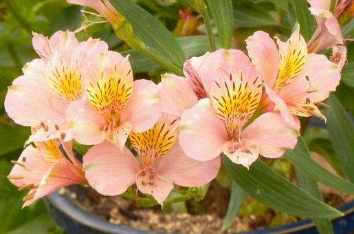 Photo, alstroemeria, lily narcissus, lycoris traubii (species of spider lily), 