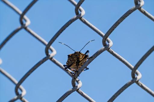 カメムシ カメムシの写真
