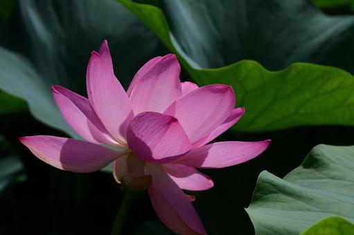 神聖な花 神聖な花 ハス,花,ハス科の植物の写真素材