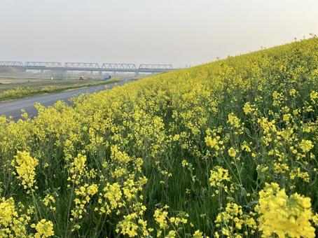花畑 花畑 春,自然,屋外の写真素材