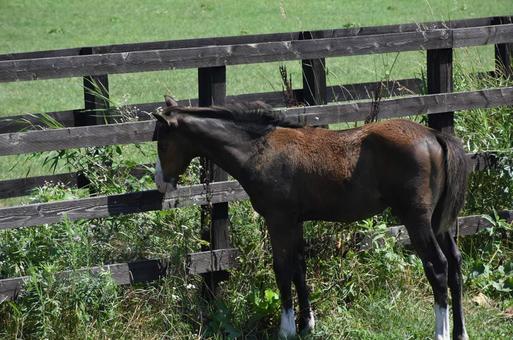 エサ食べてる馬 エサ食べてる馬の写真