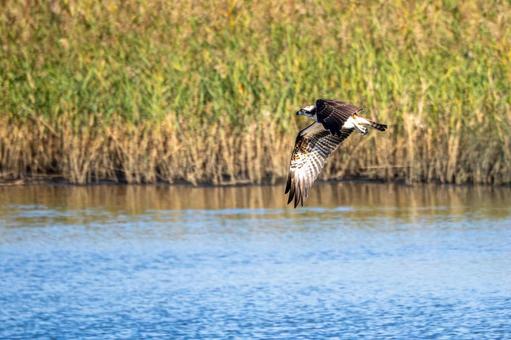 ミサゴ(76) ミサゴ(76)の写真