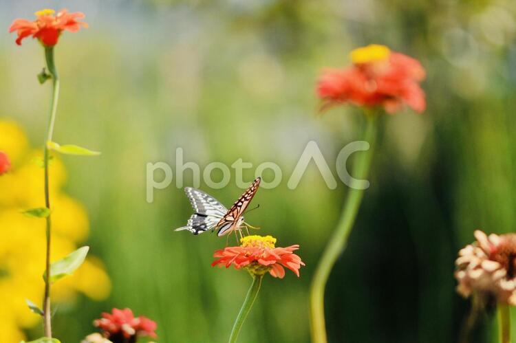 ちょうちょ 自然,花,夏の写真素材