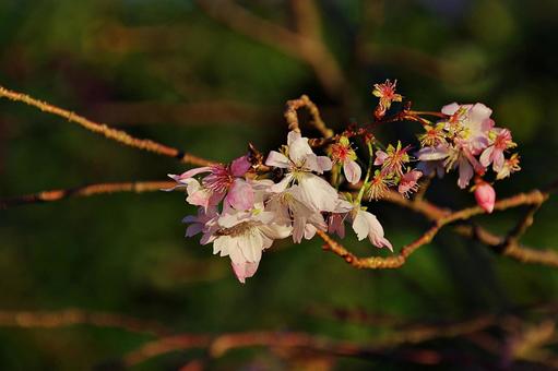 池田城跡公園のジュウガツザクラ ジュウガツザクラ,十月桜,サクラの写真素材