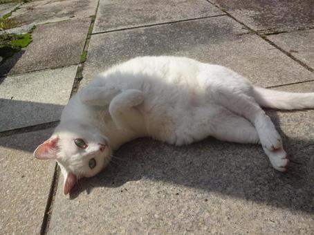 白猫　ごろん寝の写真