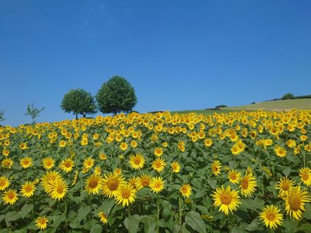 ひまわり畑 ひまわり畑の写真