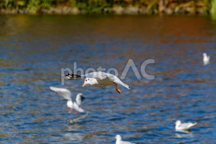 ユリカモメが水面を飛ぶ瞬間 ユリカモメ,鳥,野鳥の写真素材