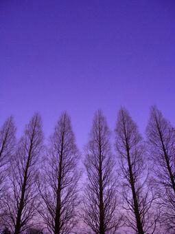 高木の夕暮れ 高木の夕暮れの写真