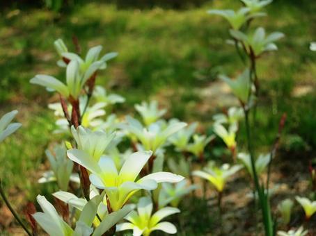 花 白滝山,因島,花の写真素材