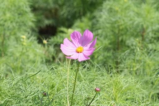 花一輪 コスモス,秋,背景の写真素材