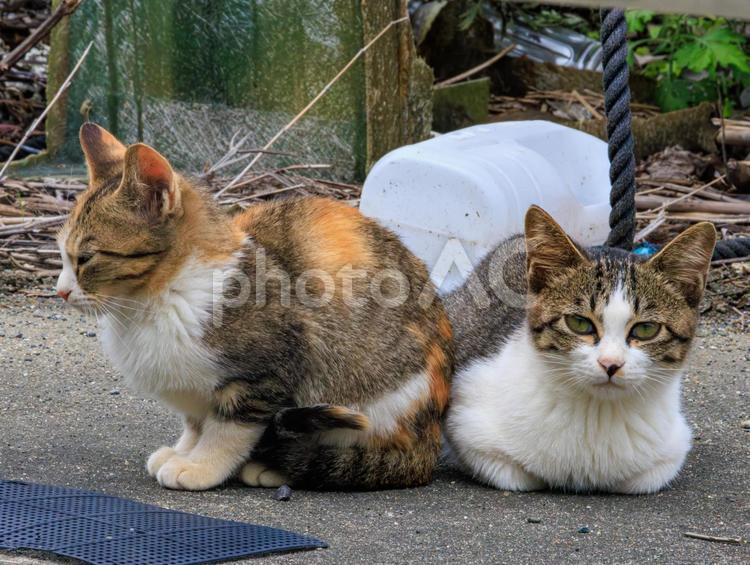 離島に住むとても仲良しな猫です。 猫,野良猫,地域猫の写真素材