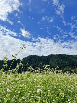 山と蕎麦畑 山と蕎麦畑の写真